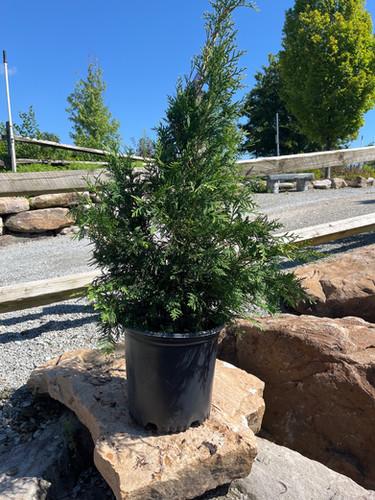 Thuja Occidentalis Elegantissima - View 17 from www redcrocus com