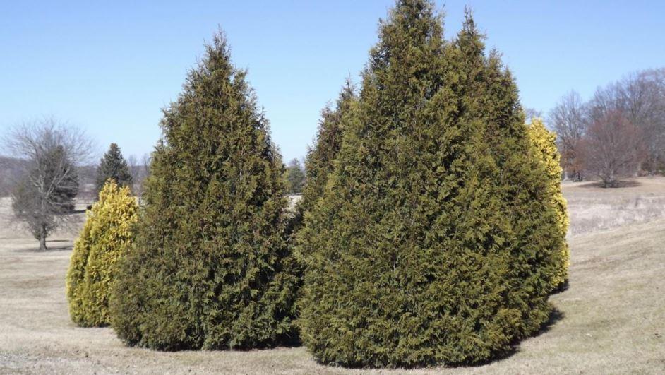 Thuja Occidentalis Elegantissima - View 18 from www redcrocus com
