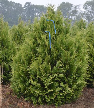Thuja Occidentalis Elegantissima - View 19 from www redcrocus com