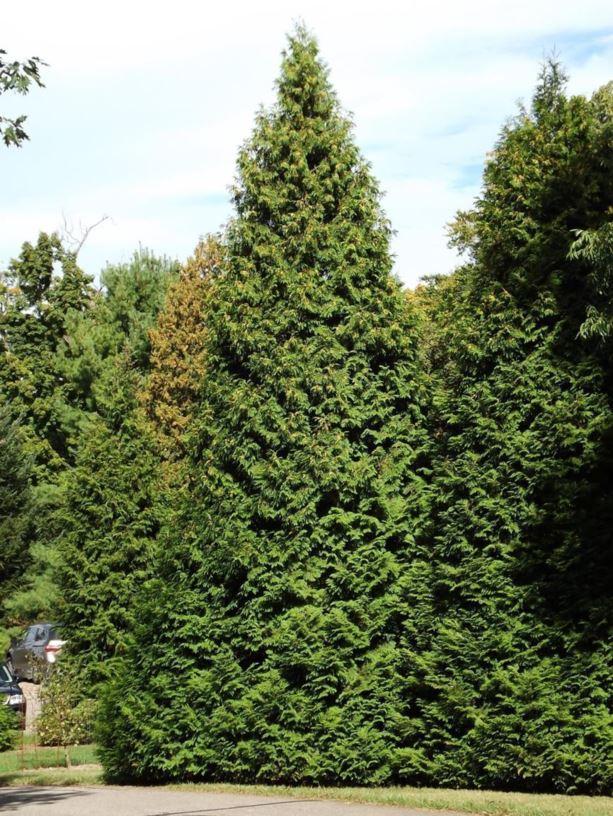 Thuja Occidentalis Elegantissima - View 1 from www redcrocus com