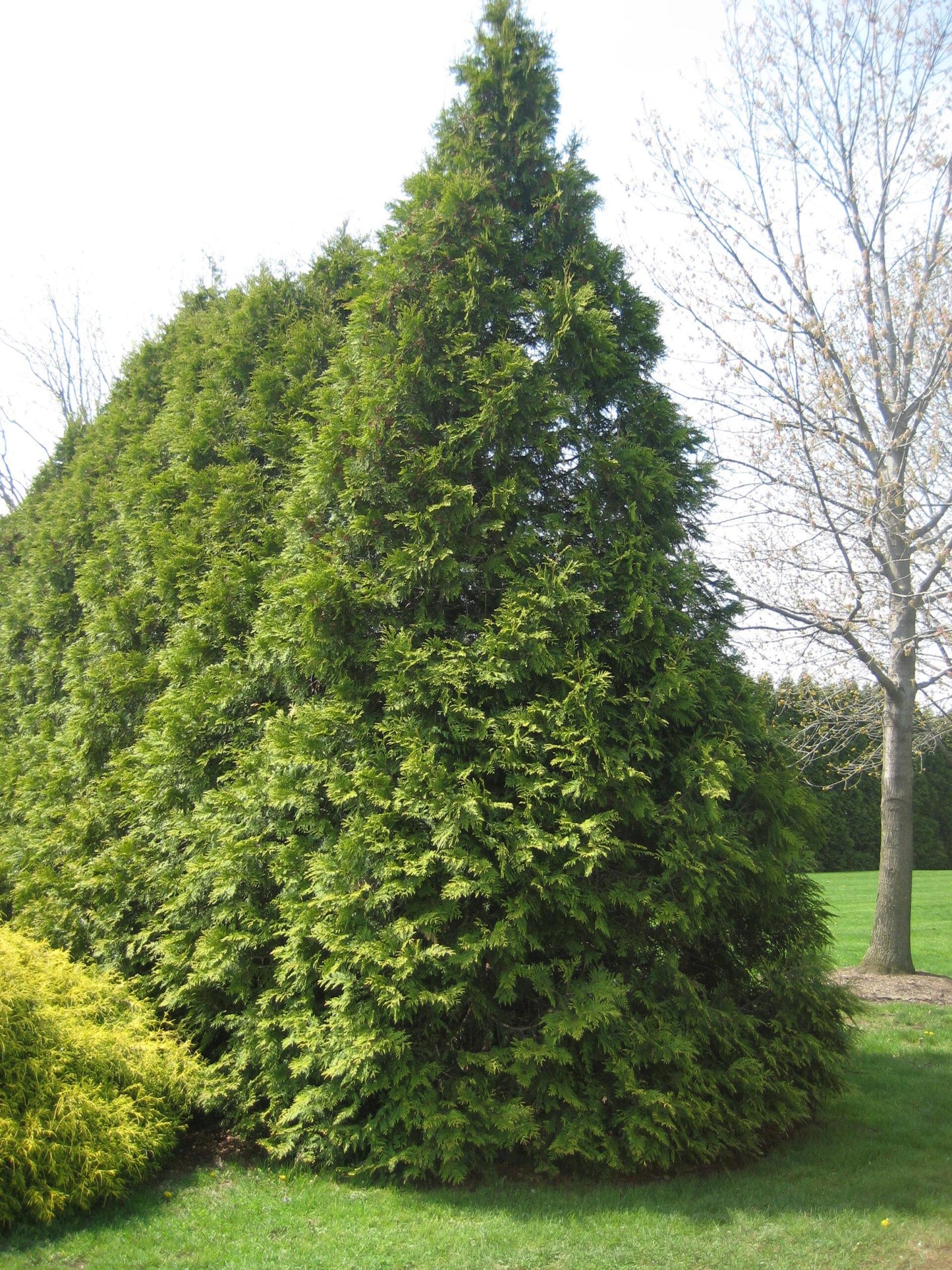 Thuja Occidentalis Elegantissima - View 2 from www redcrocus com