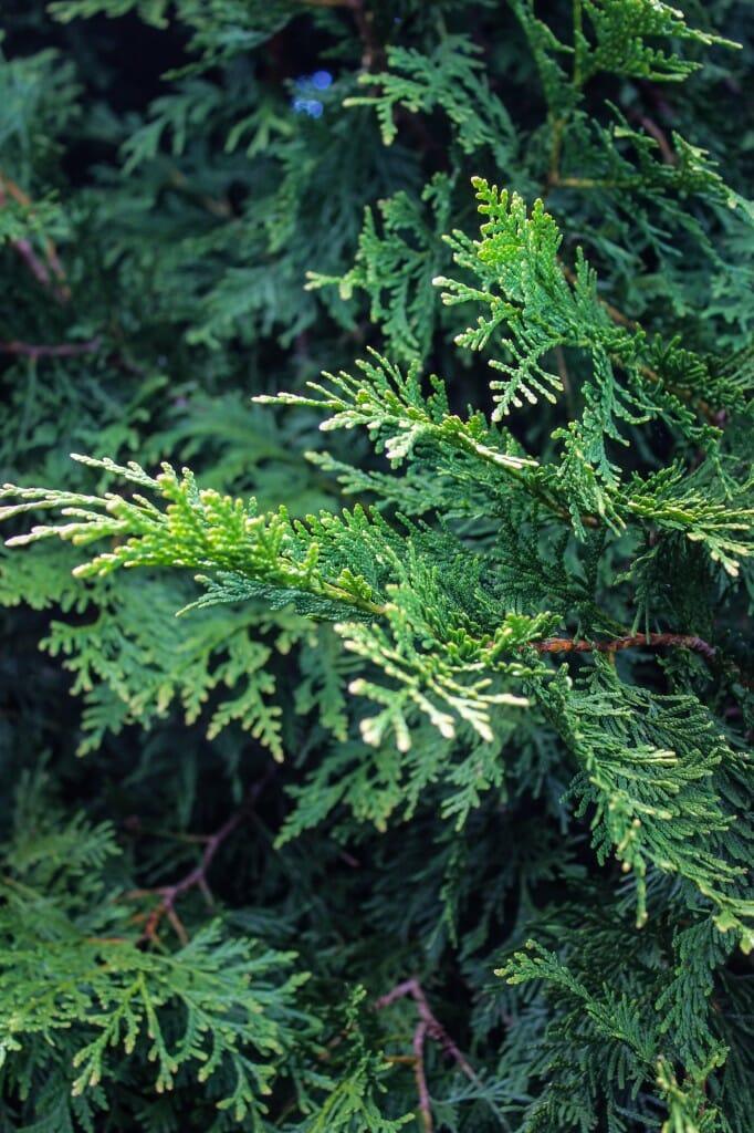 Thuja Occidentalis Elegantissima - View 3 from www redcrocus com