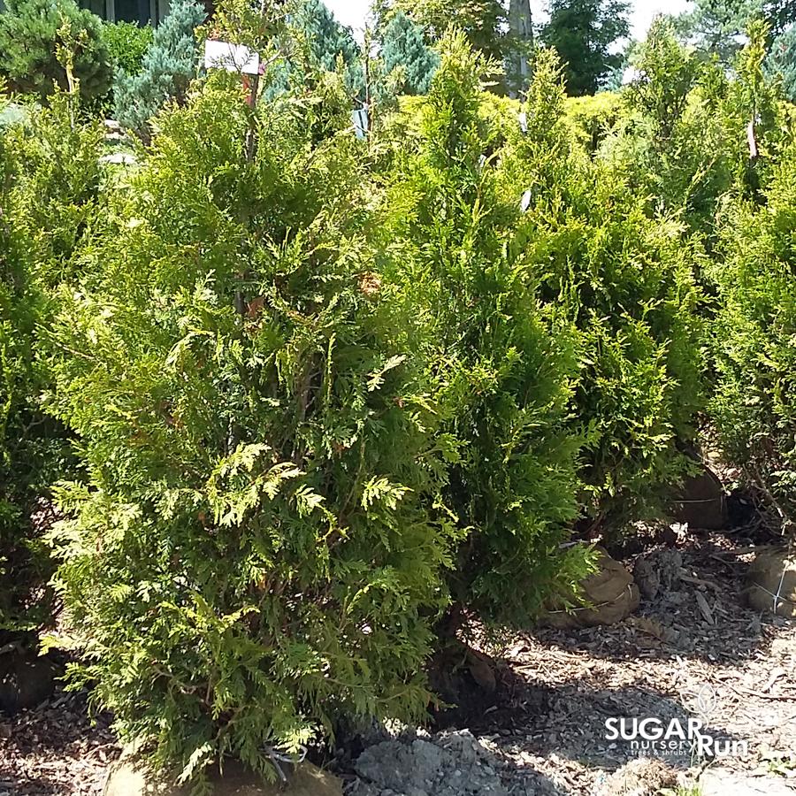 Thuja Occidentalis Elegantissima - View 5 from www redcrocus com
