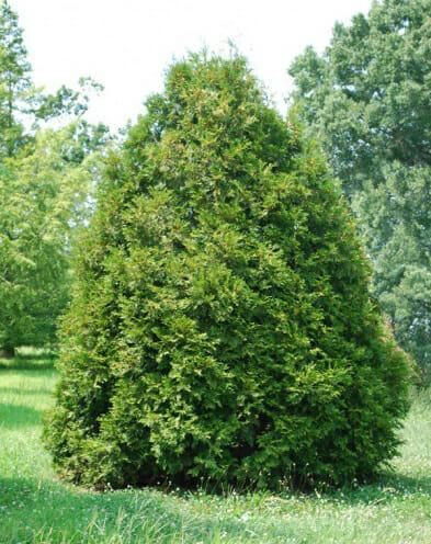Thuja Occidentalis Elegantissima - View 6 from www redcrocus com