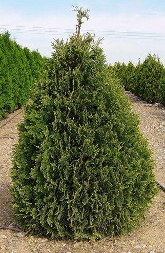 Thuja Occidentalis Elegantissima - View 7 from www redcrocus com