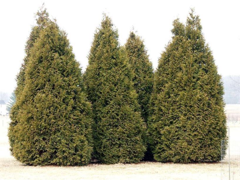 Thuja Occidentalis Elegantissima - View 8 from www redcrocus com