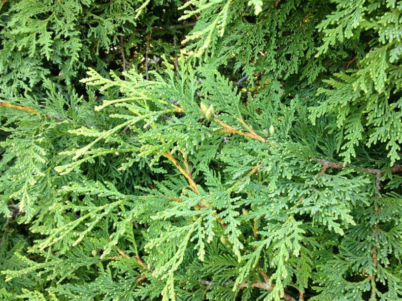 Thuja Occidentalis Elegantissima - View 9 from www redcrocus com