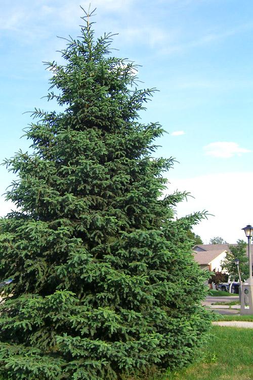 Picea Glauca Densata - View 10 from www redcrocus com