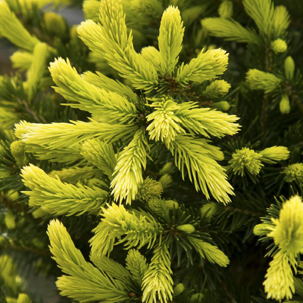 Picea Glauca Densata - View 10 from www redcrocus com