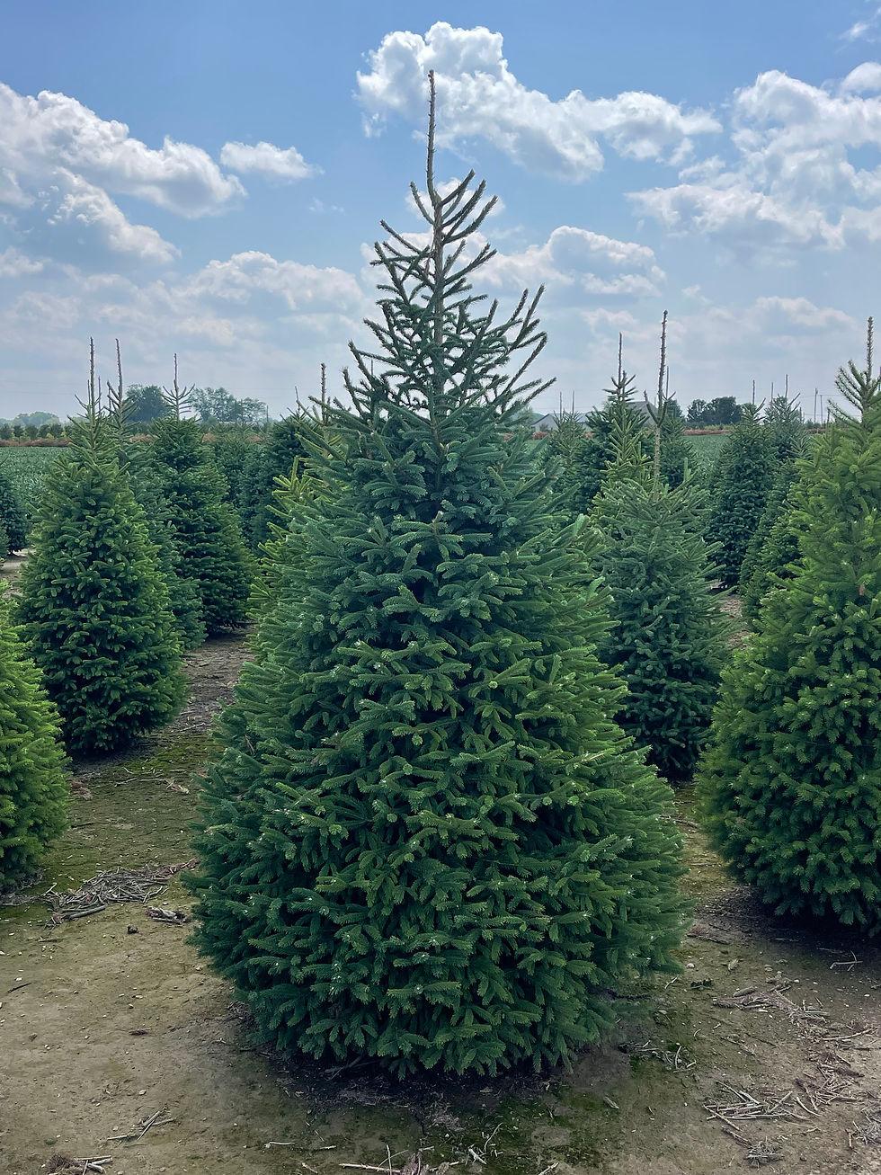 Picea Glauca Densata - View 11 from www redcrocus com
