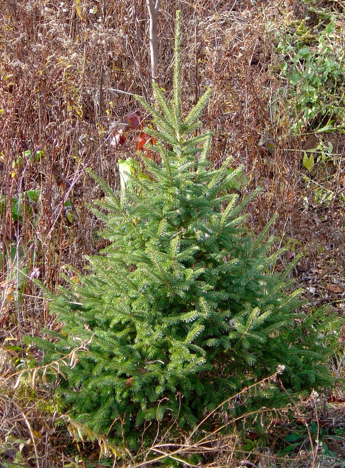 Picea Glauca Densata - View 12 from www redcrocus com