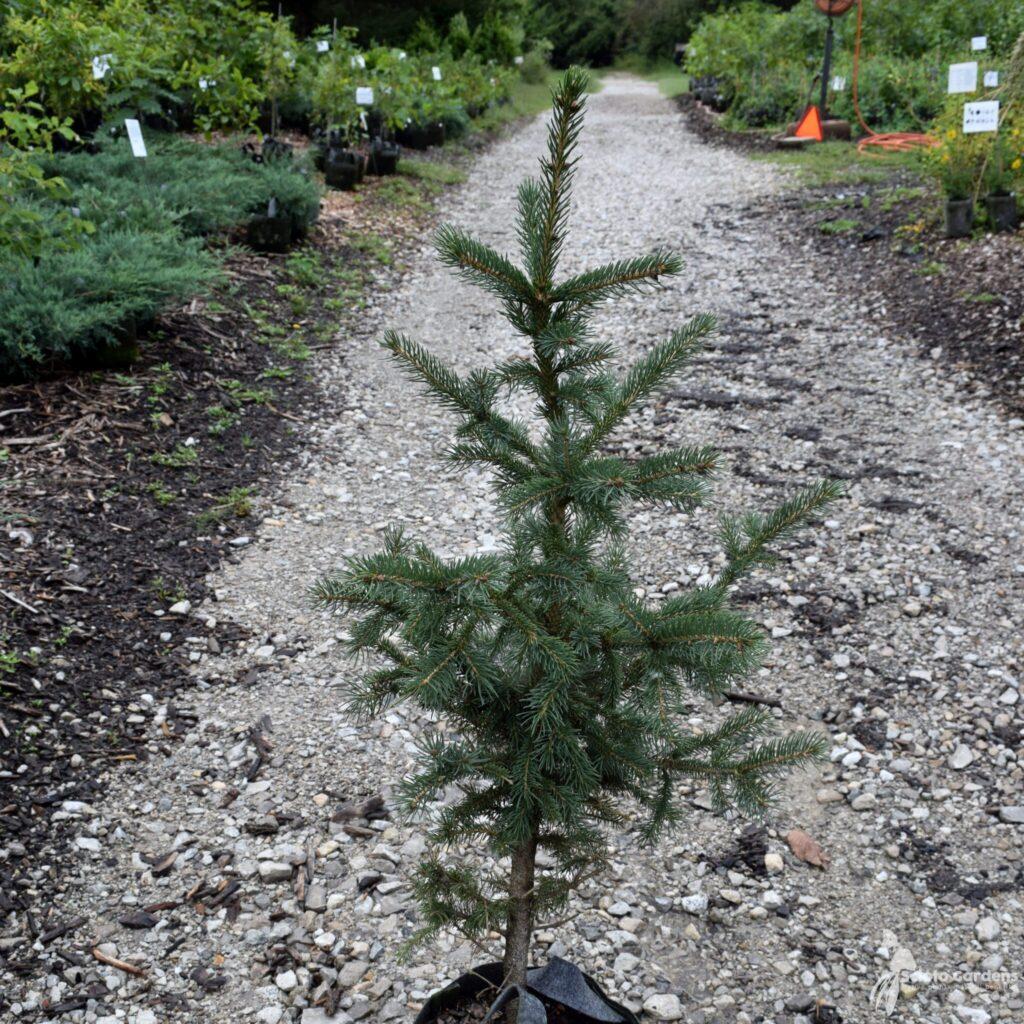 Picea Glauca Densata - View 13 from www redcrocus com