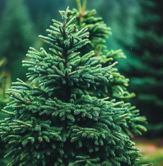Picea Glauca Densata - View 15 from www redcrocus com
