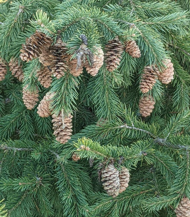 Picea Glauca Densata - View 16 from www redcrocus com