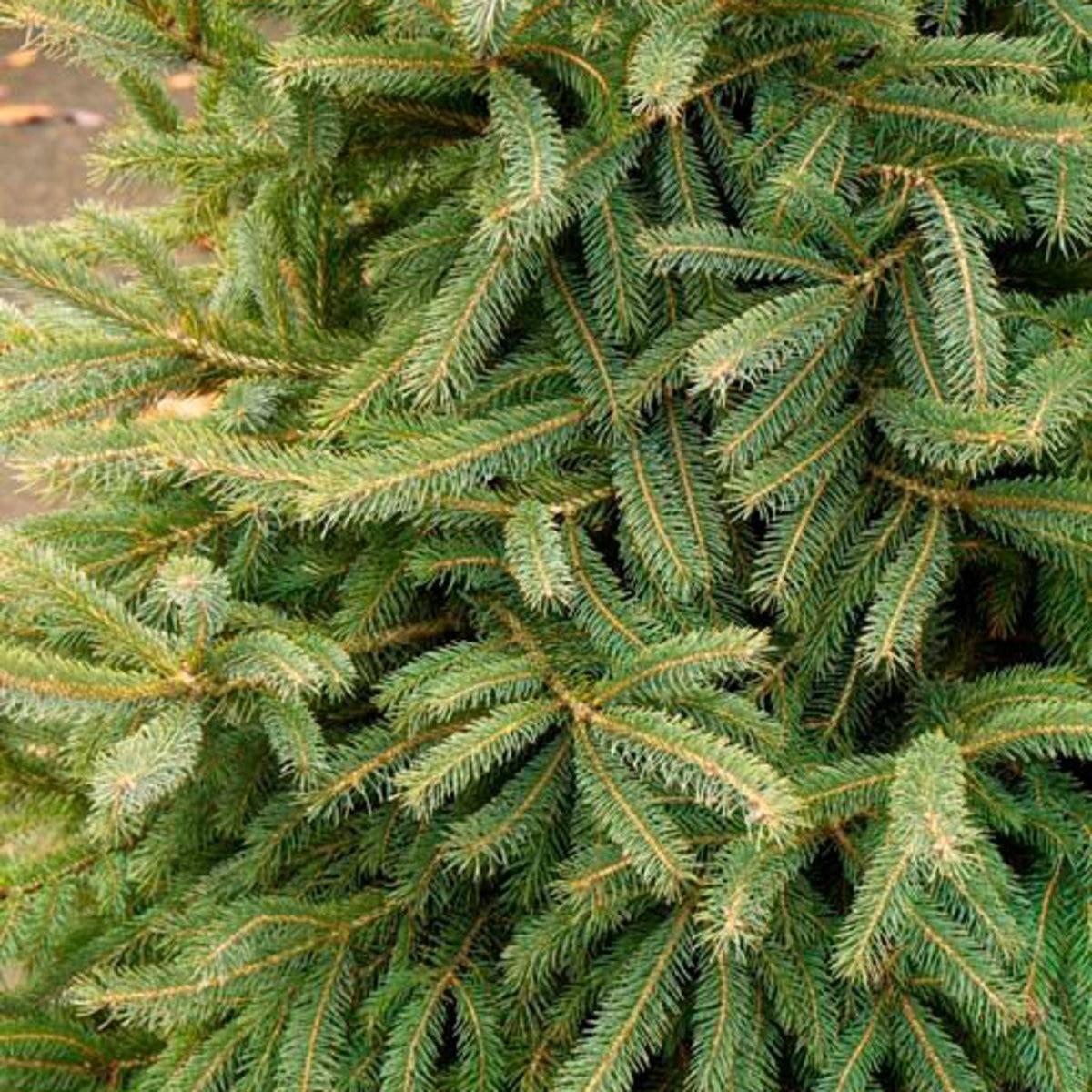 Picea Glauca Densata - View 17 from www redcrocus com