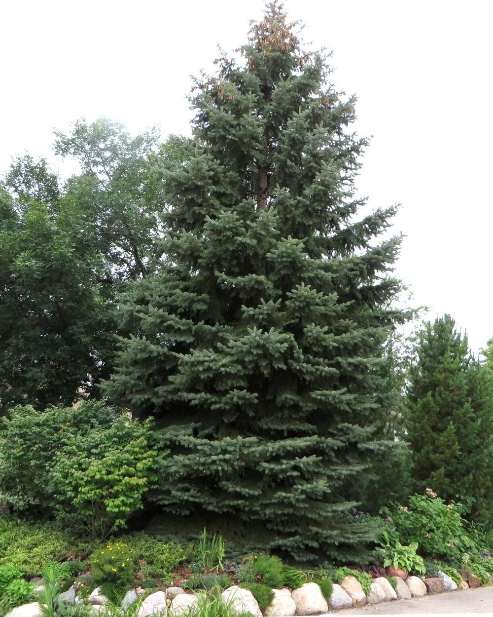 Picea Glauca Densata - View 18 from www redcrocus com