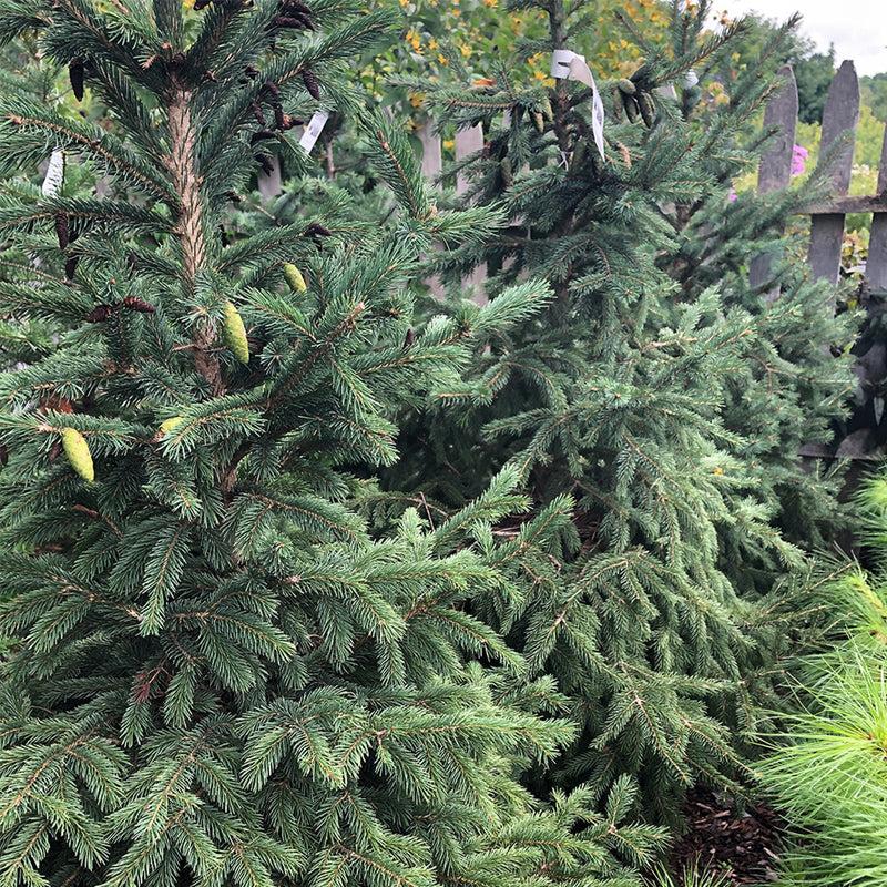 Picea Glauca Densata - View 19 from www redcrocus com