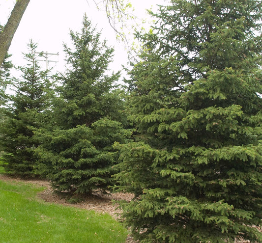 Picea Glauca Densata - View 1 from www redcrocus com