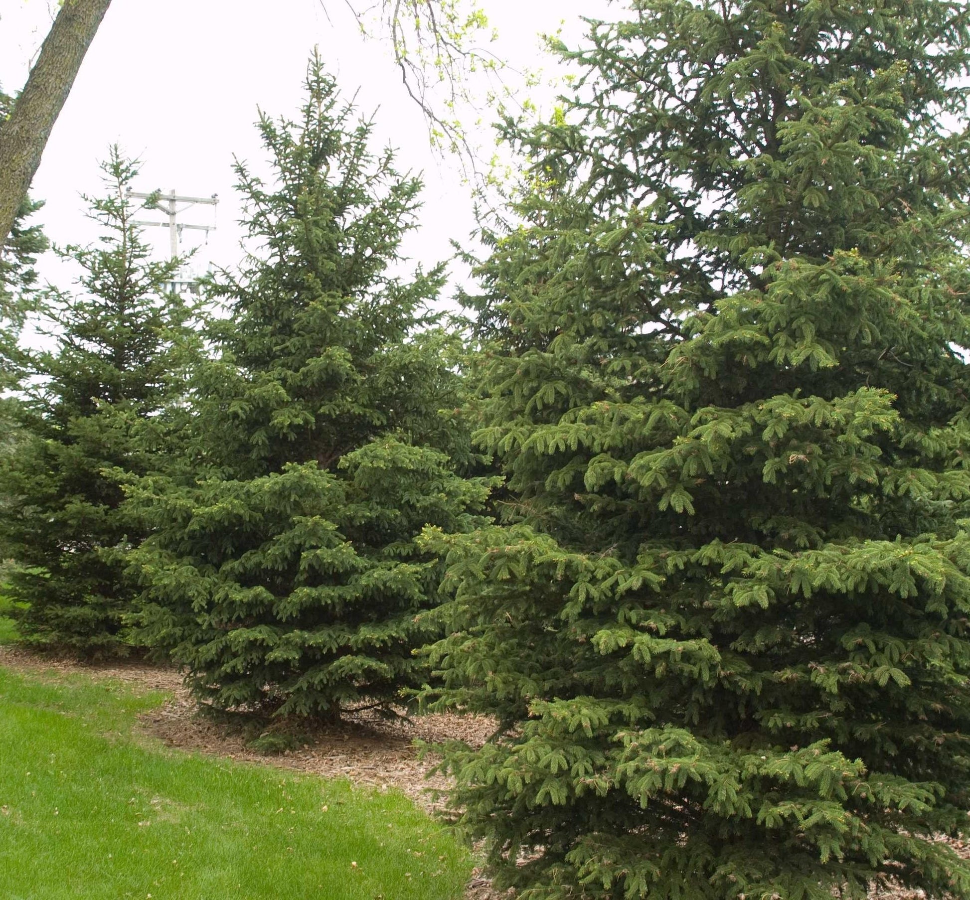 Picea Glauca Densata - View 1 from www redcrocus com