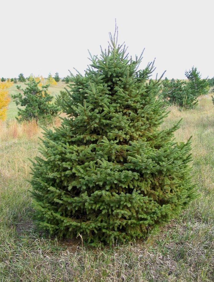 Picea Glauca Densata - View 20 from www redcrocus com
