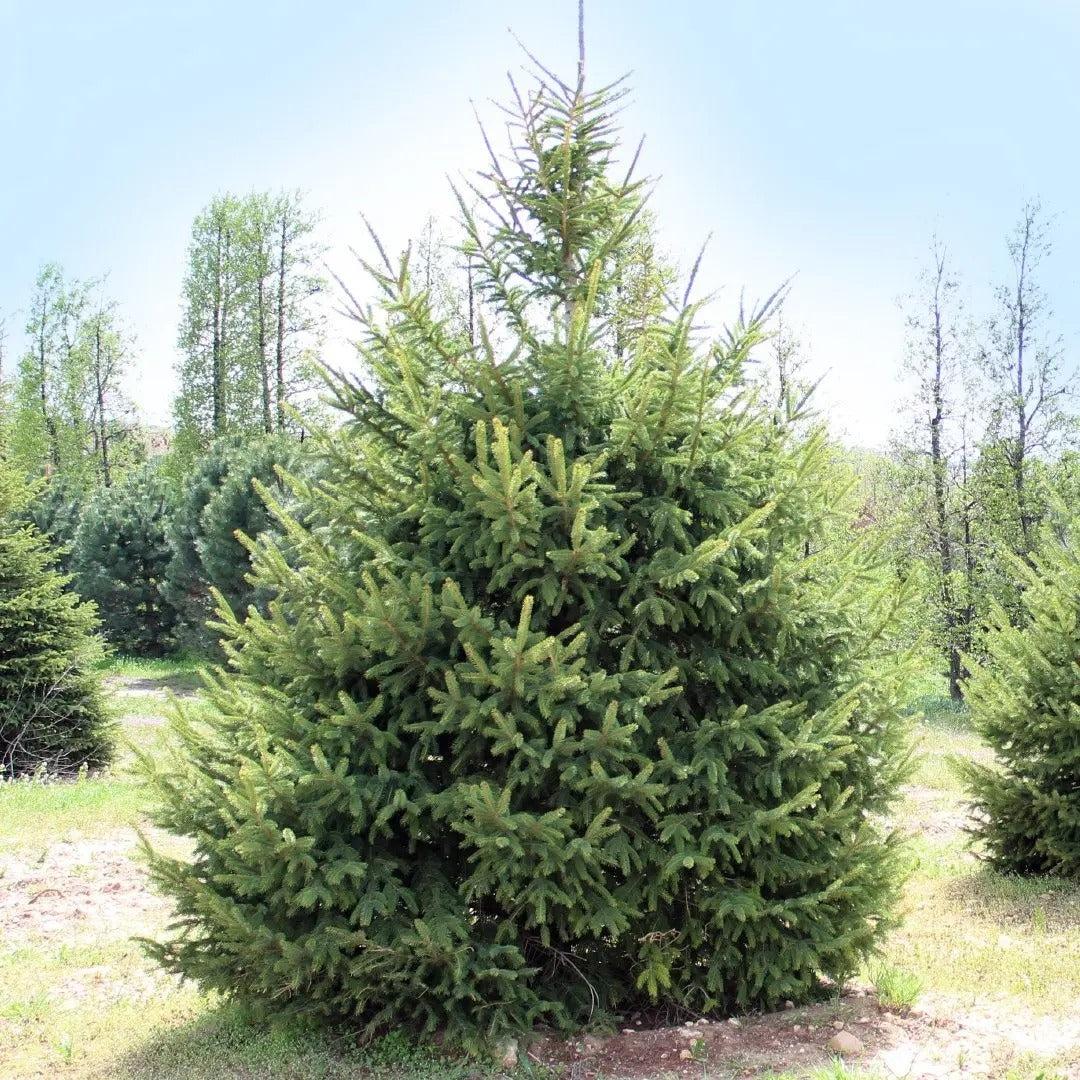 Picea Glauca Densata - View 3 from www redcrocus com