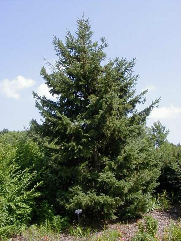 Picea Glauca Densata - View 4 from www redcrocus com