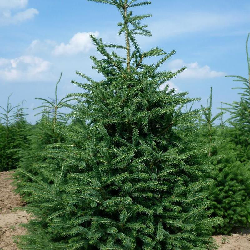 Picea Glauca Densata - View 5 from www redcrocus com