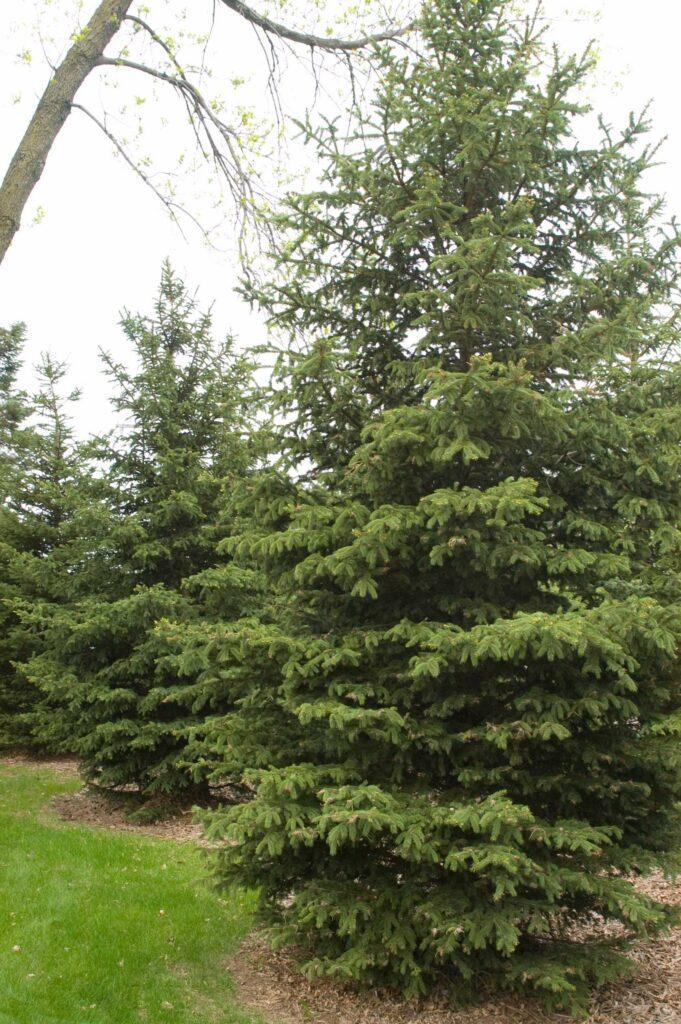 Picea Glauca Densata - View 6 from www redcrocus com