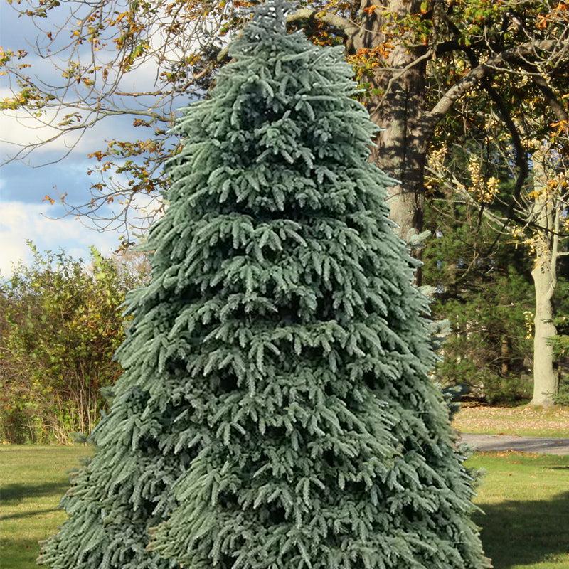 Picea Glauca Densata - View 7 from www redcrocus com