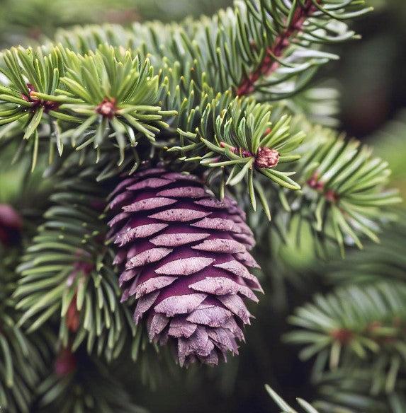 Picea Glauca Densata - View 8 from www redcrocus com