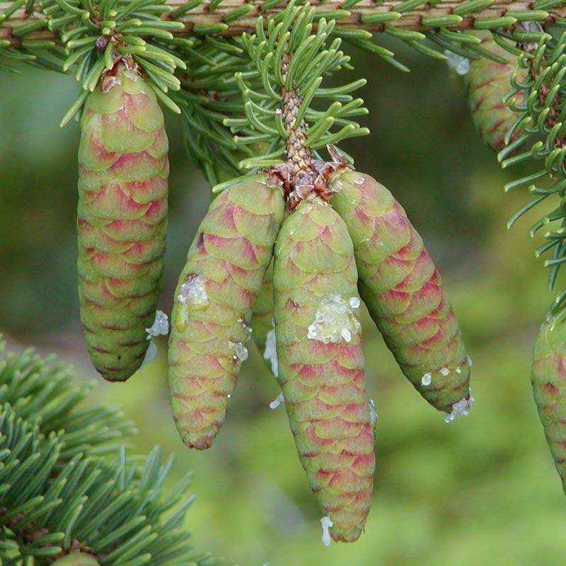 Picea Glauca Densata - View 9 from www redcrocus com