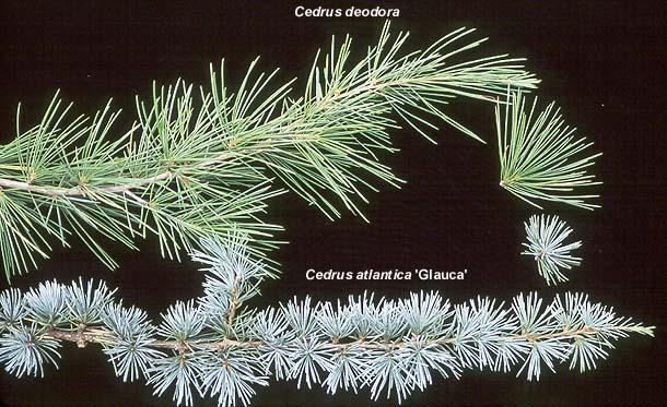 Cedrus Atlantica 'glauca' - View 12 from www redcrocus com