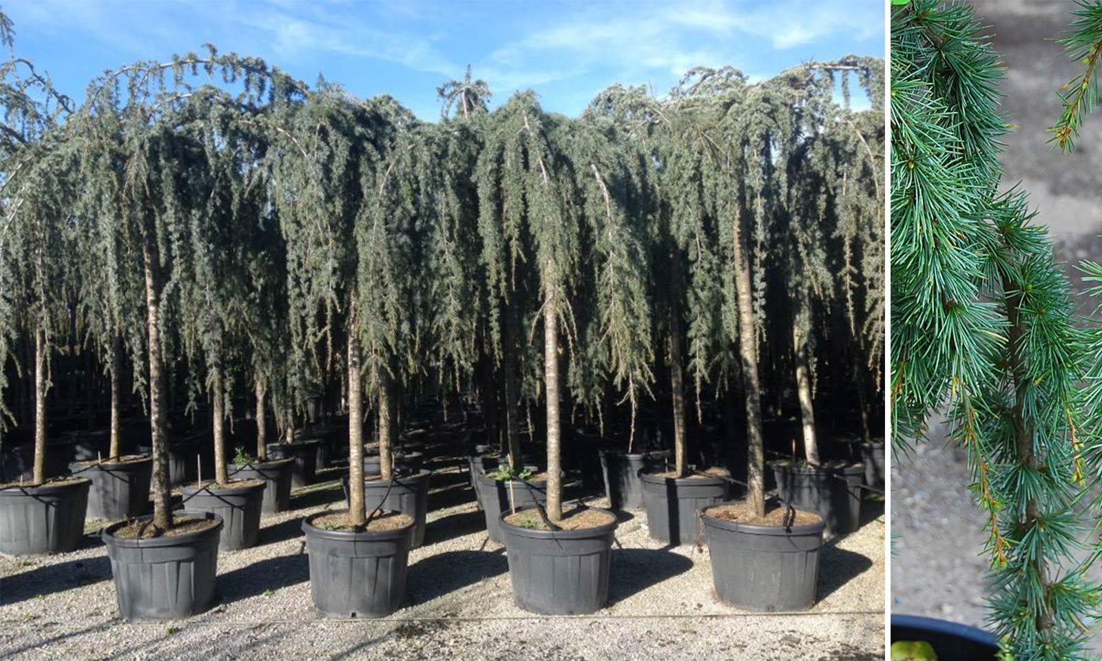 Cedrus Atlantica 'glauca' - View 14 from www redcrocus com