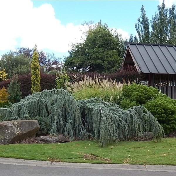 Cedrus Atlantica 'glauca' - View 18 from www redcrocus com