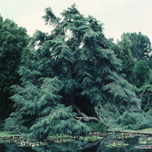 Cedrus Atlantica 'glauca' - View 19 from www redcrocus com