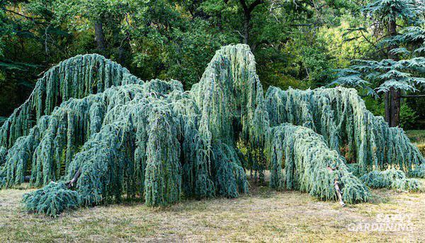 Cedrus Atlantica 'glauca' - View 26 from www redcrocus com
