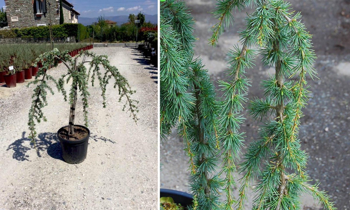 Cedrus Atlantica 'glauca' - View 2 from www redcrocus com