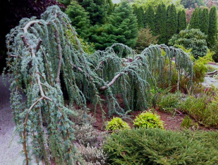 Cedrus Atlantica 'glauca' - View 30 from www redcrocus com