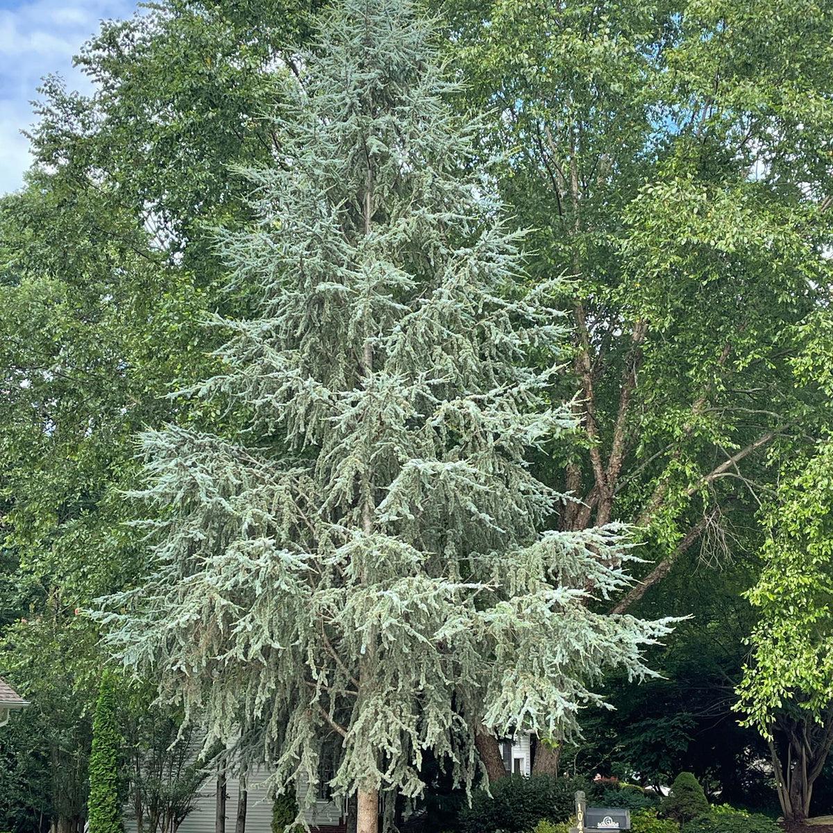 Cedrus Atlantica 'glauca' - View 33 from www redcrocus com