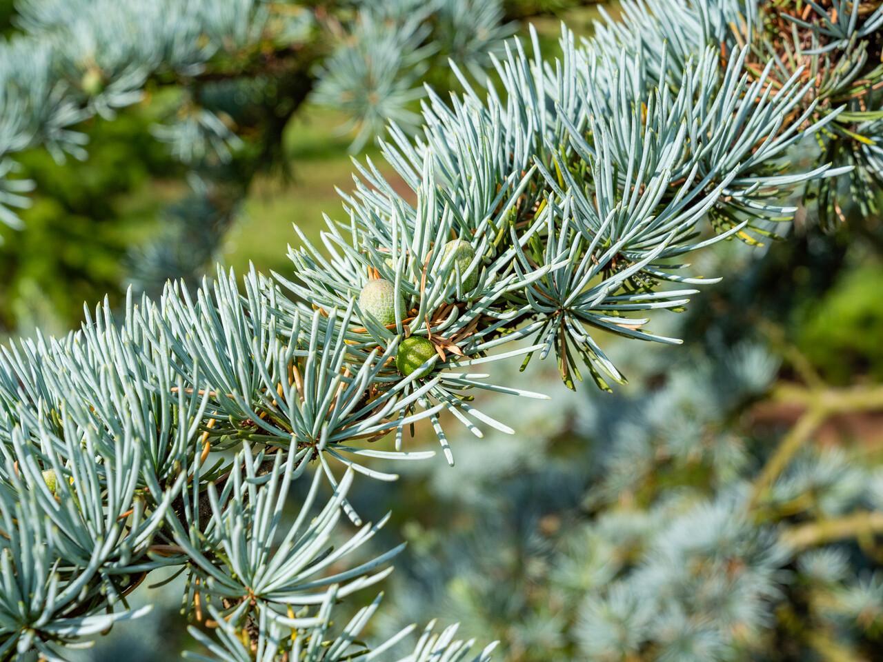 Cedrus Atlantica 'glauca' - View 36 from www redcrocus com
