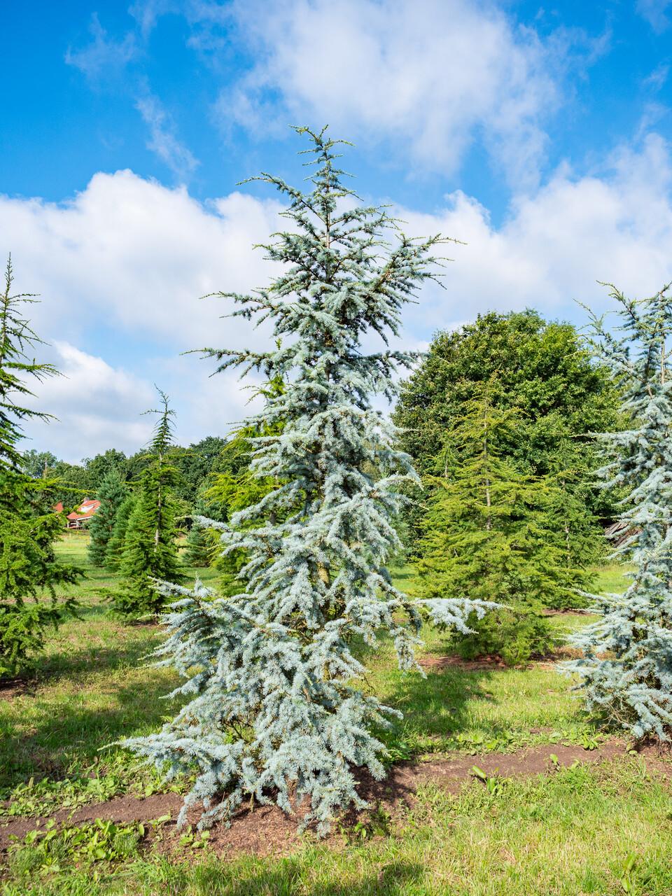 Cedrus Atlantica 'glauca' - View 38 from www redcrocus com