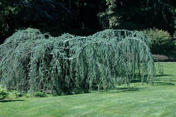 Cedrus Atlantica 'glauca' - View 39 from www redcrocus com