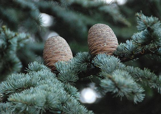 Cedrus Atlantica 'glauca' - View 40 from www redcrocus com
