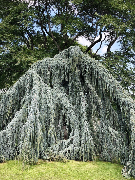 Cedrus Atlantica 'glauca' - View 5 from www redcrocus com