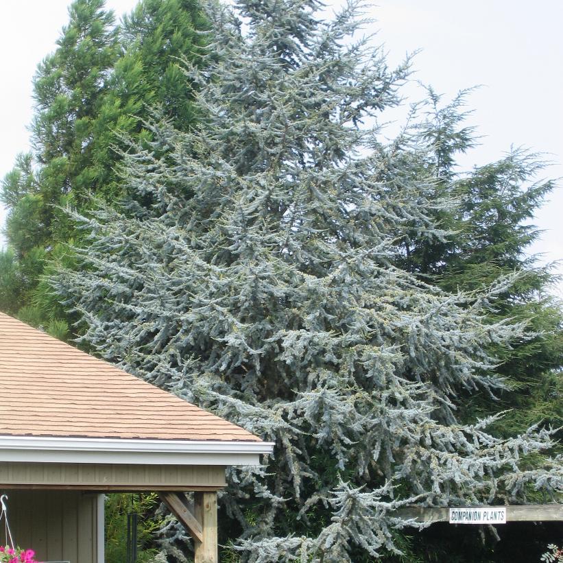 Cedrus Atlantica 'glauca' - View 7 from www redcrocus com