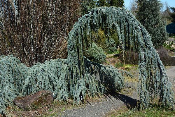 Cedrus Atlantica 'glauca' - View 8 from www redcrocus com