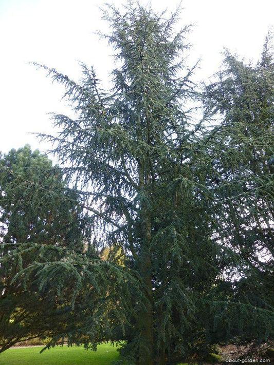 Cedrus Libani Stenocoma - View 11 from www redcrocus com