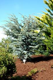 RedCrocus Horstmann Blue Atlas Cedar Cedrus atlantica 'Horstmann' Evergreen Conifer Landscape Tree, Deer Resistant, Full Sun to Partial Shade 10 Gallon