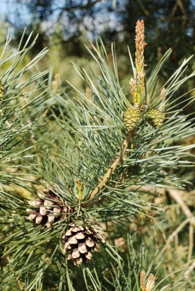 Pinus Sylvestris 'bonna' - View 24 from www redcrocus com