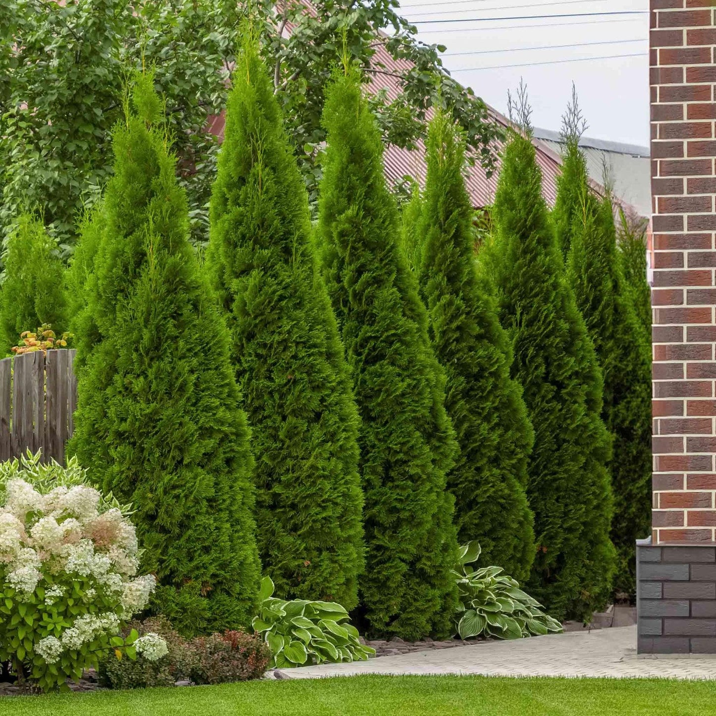Thuja Plicata 'junior Giant' - View 11 from www redcrocus com